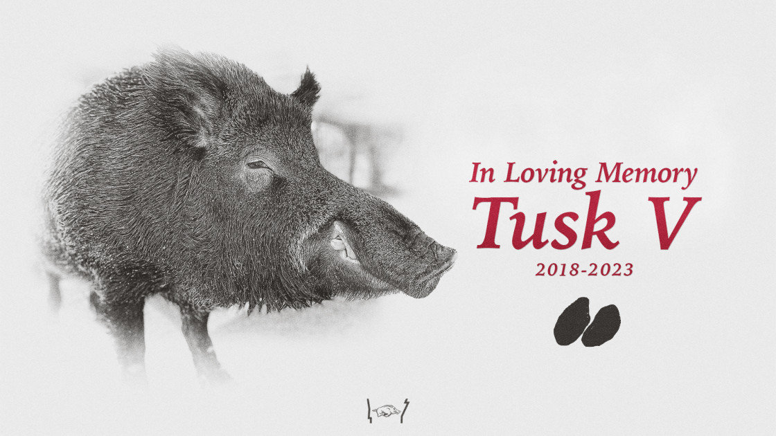 Tusk V, Arkansas' Live Mascot Passes Away | Arkansas Razorbacks - Vimarsana News