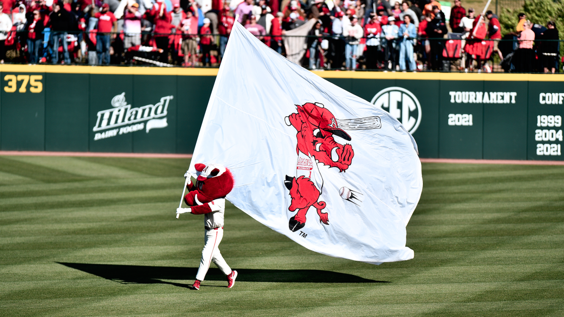 Hogs Wrap Homestand against Bears - Vimarsana News