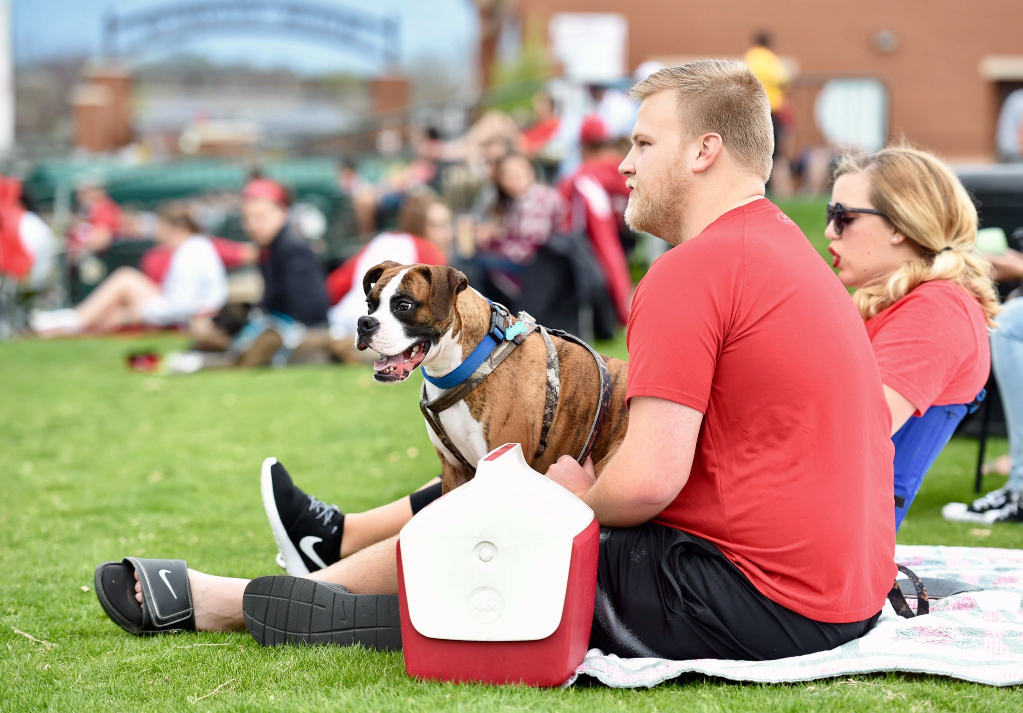 White Sox Bark at the Park draws worldrecord number of very good dogs   For The Win