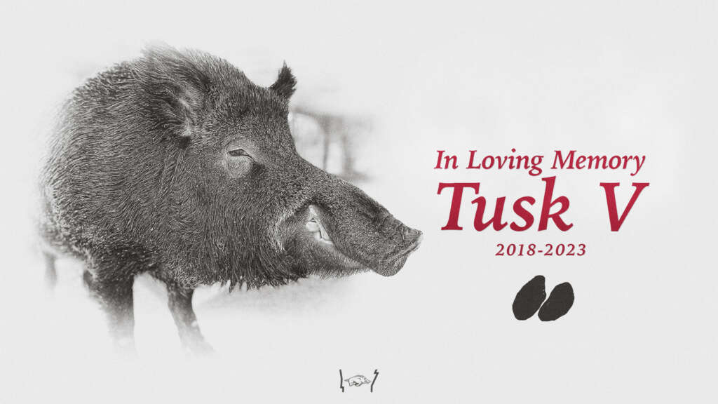 Tusk V, Arkansas’ Live Mascot Passes Away