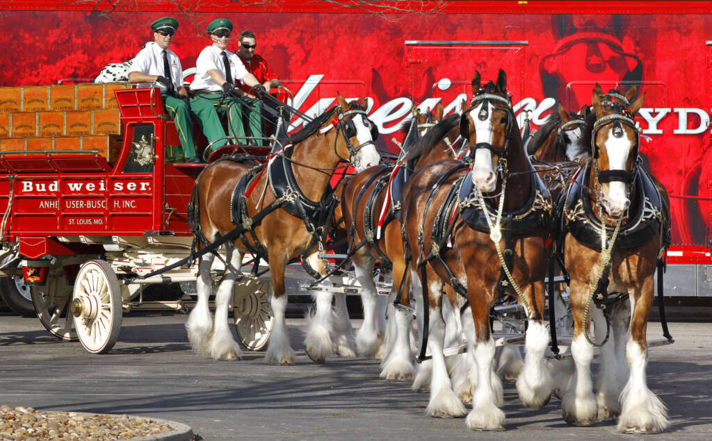 Here Comes the King: World-Famous Budweiser Clydesdales Are Coming to the University of Arkansas